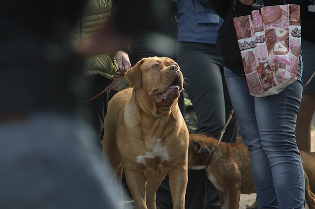 A dog attending one of the dog friendly events in Richmond 2019