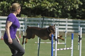 Pack Member, Dawn, practicing agility with her dobie, Willow!