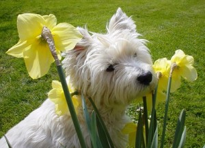 Battling Spring Allergies in Dogs