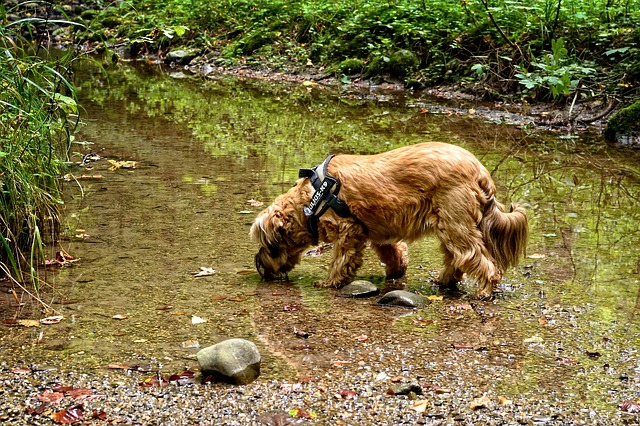 A dog walks through a shallow riverbed 