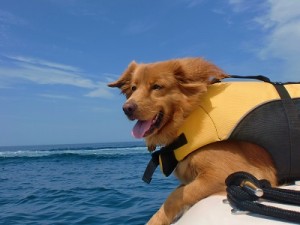 Boating with your Dog