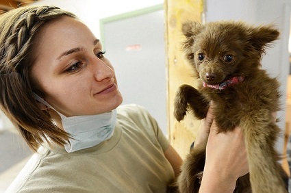 Vet Puppy Dog Doctor Veterinarian Fur Canine