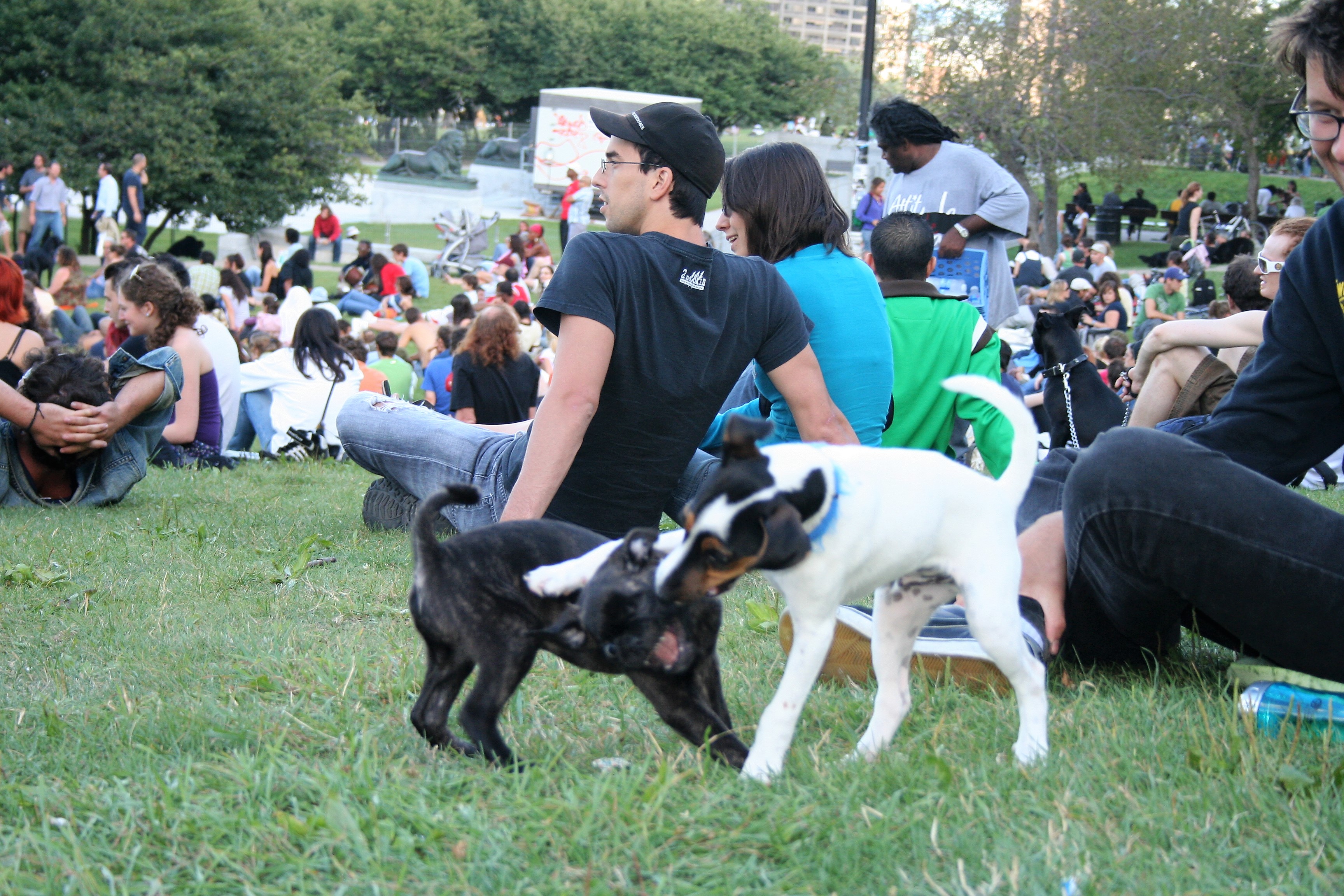 Dog Friendly Events This Summer