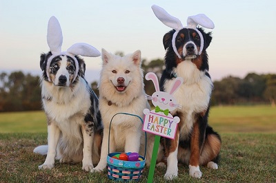Easter foods for your dog