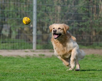 a dog chases a ball