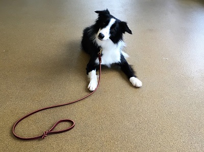 Leashes and How to Use Them