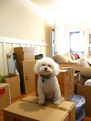 Moving with your dog