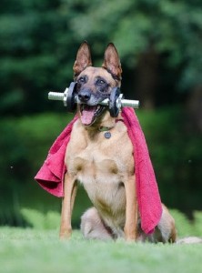 The Best Exercise Tips for your Dog 2017