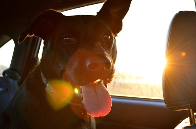 The Dos and don't of car travel with pets