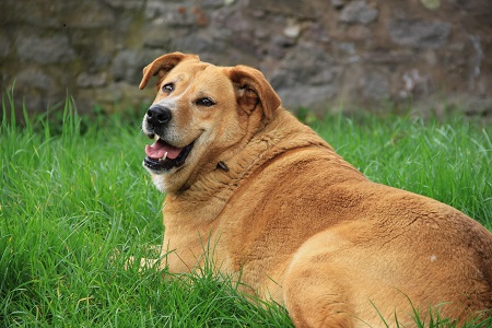 The Health Risks of Having an Overweight Pet