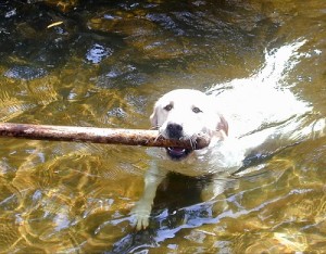 dog swimming James River