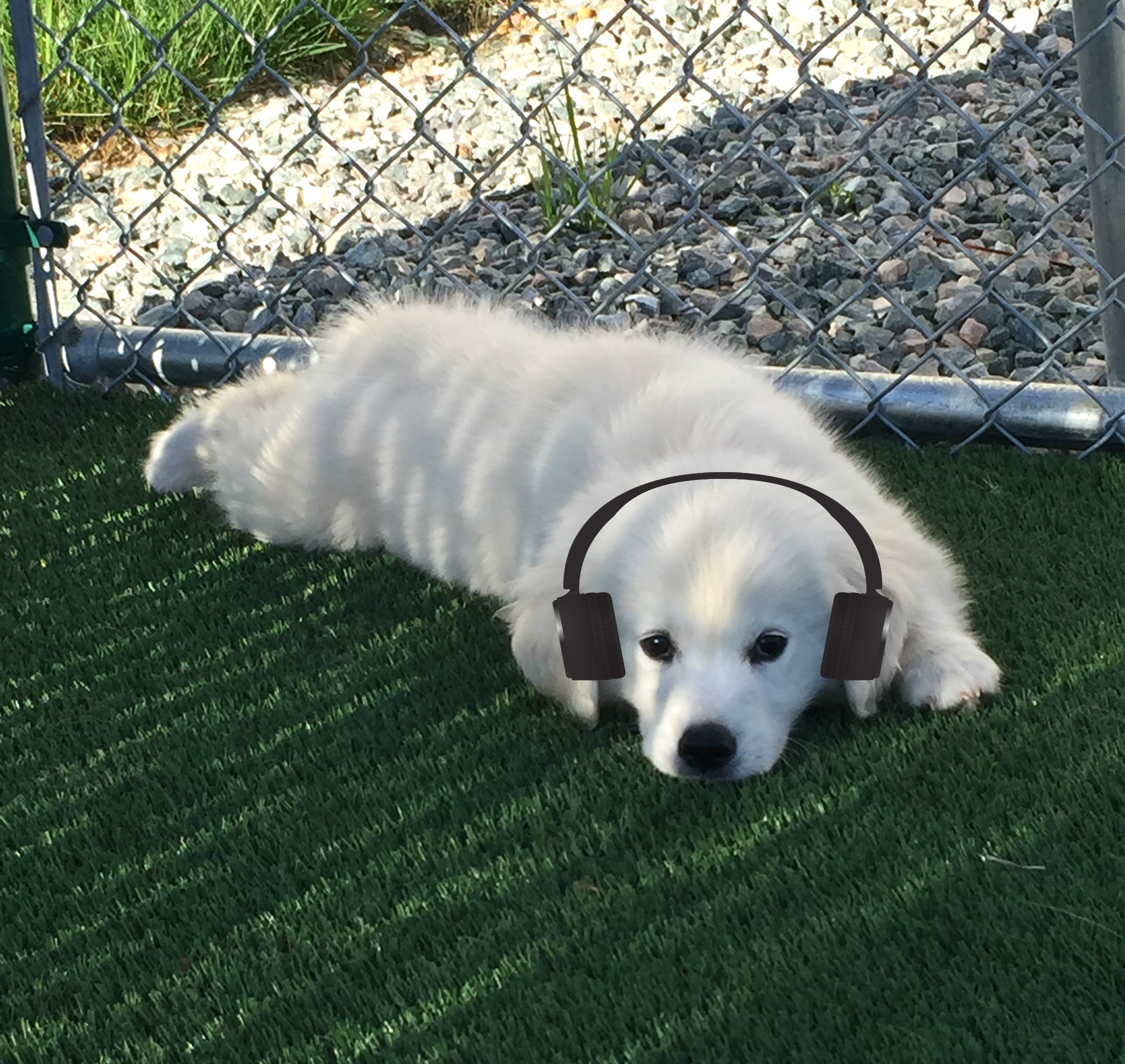 Comforting Music for pets