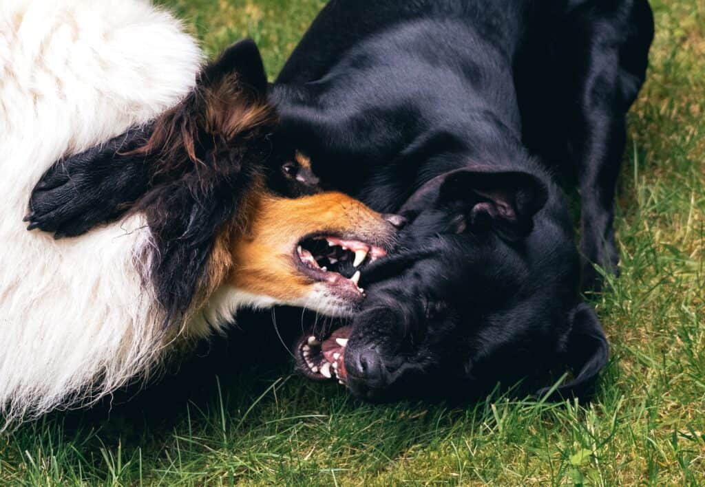 A shepherd mix and black lab mix aggressively fighting at dog park.