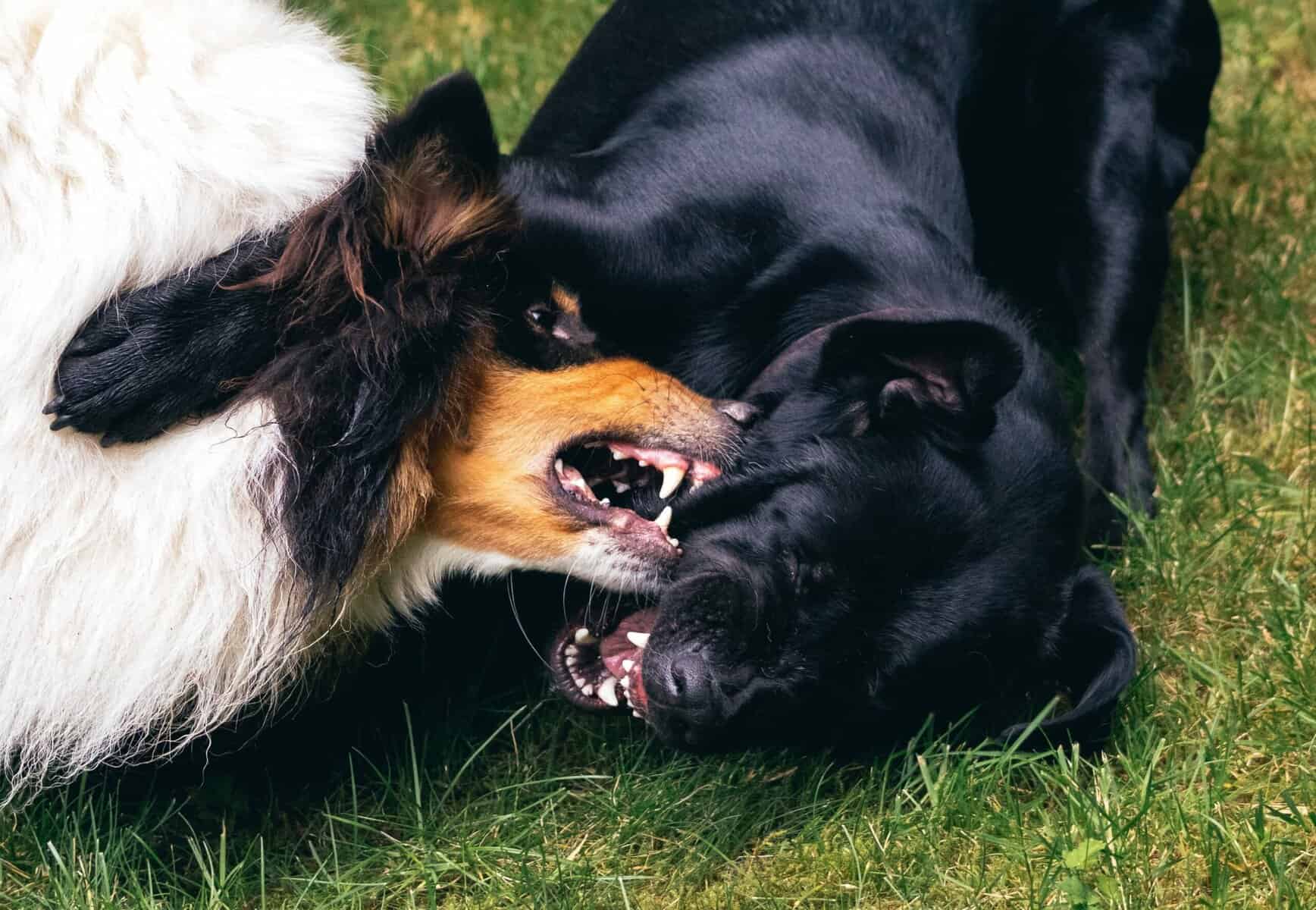 Unprovoked Aggression In Dogs Why Do Dogs Attack Other Dogs?