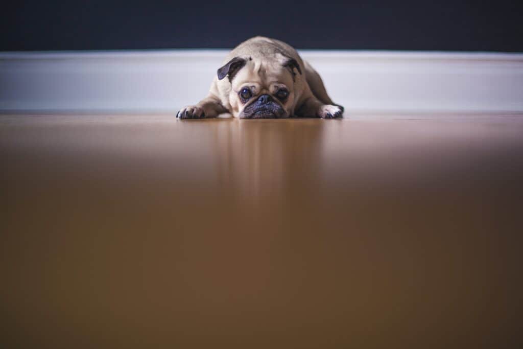 Small Sad Pug Laying on Hardwood Floor
