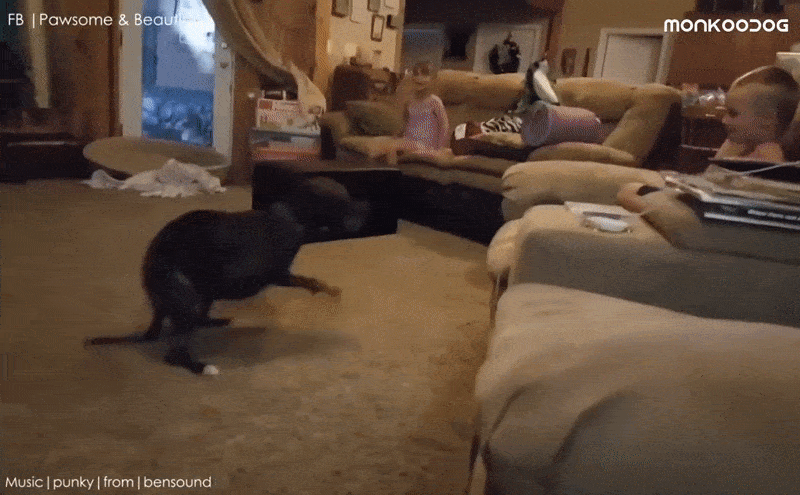 Gif of Dog with the Zoomies Spinning in Circles