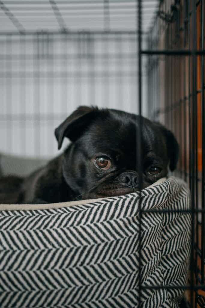 Black Pug Puppy Resting Comfortably In Puppy Crate