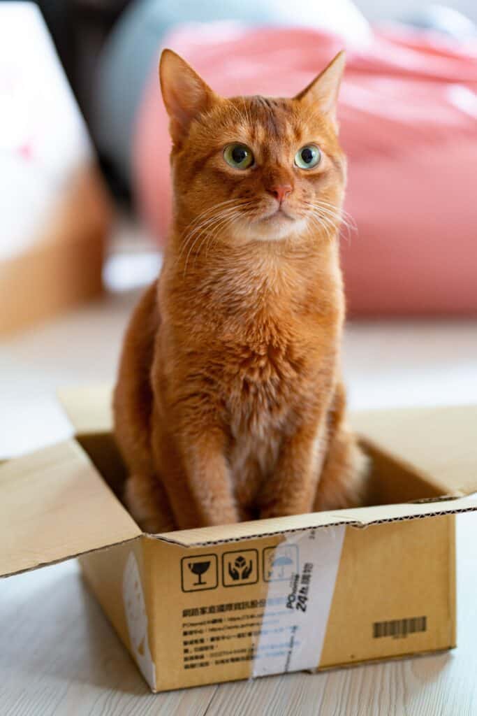 Orange tabby cat sitting in an old, brown cardboard box