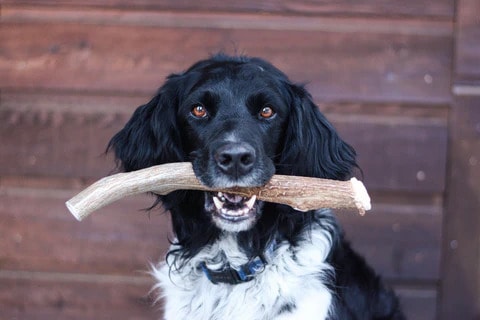Antler Chew Toy for Dog
