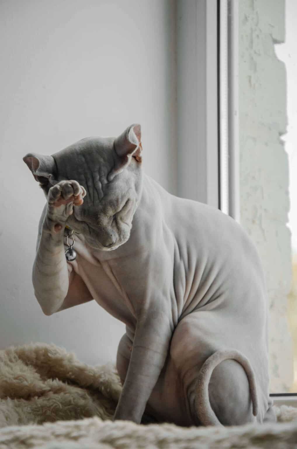 Is It Easy To Care For Sphynx Cats? History + Care Tips