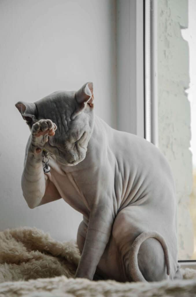  Gray hairless sphynx cat wearing a pet collar and grooming itself