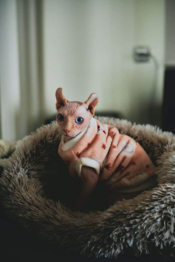 Hairless sphynx cat sitting in faux fur cat bed wearing a pink wool sweater