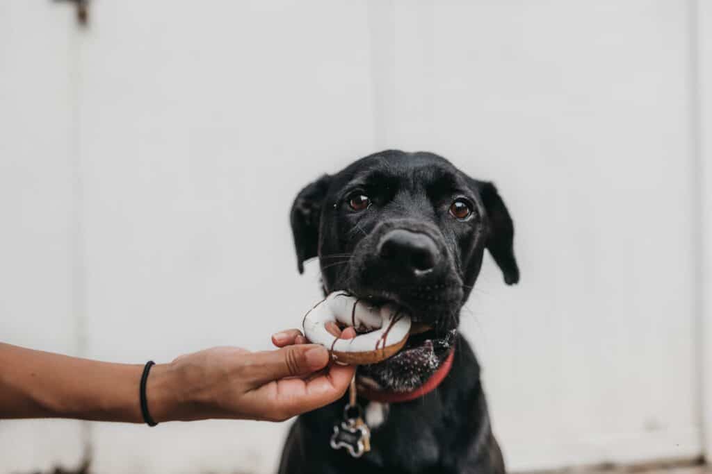 Black lab dog eating a donut, concept for health effects of sugar on dogs.