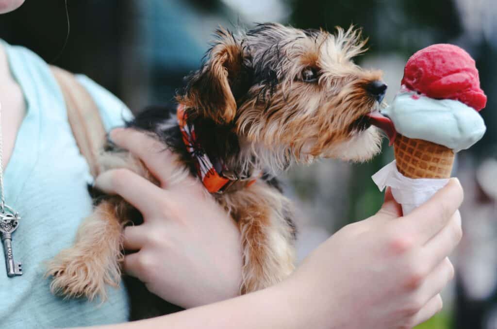 Small Yorkie licking its owners ice cream cone, concept for sugar for dogs.