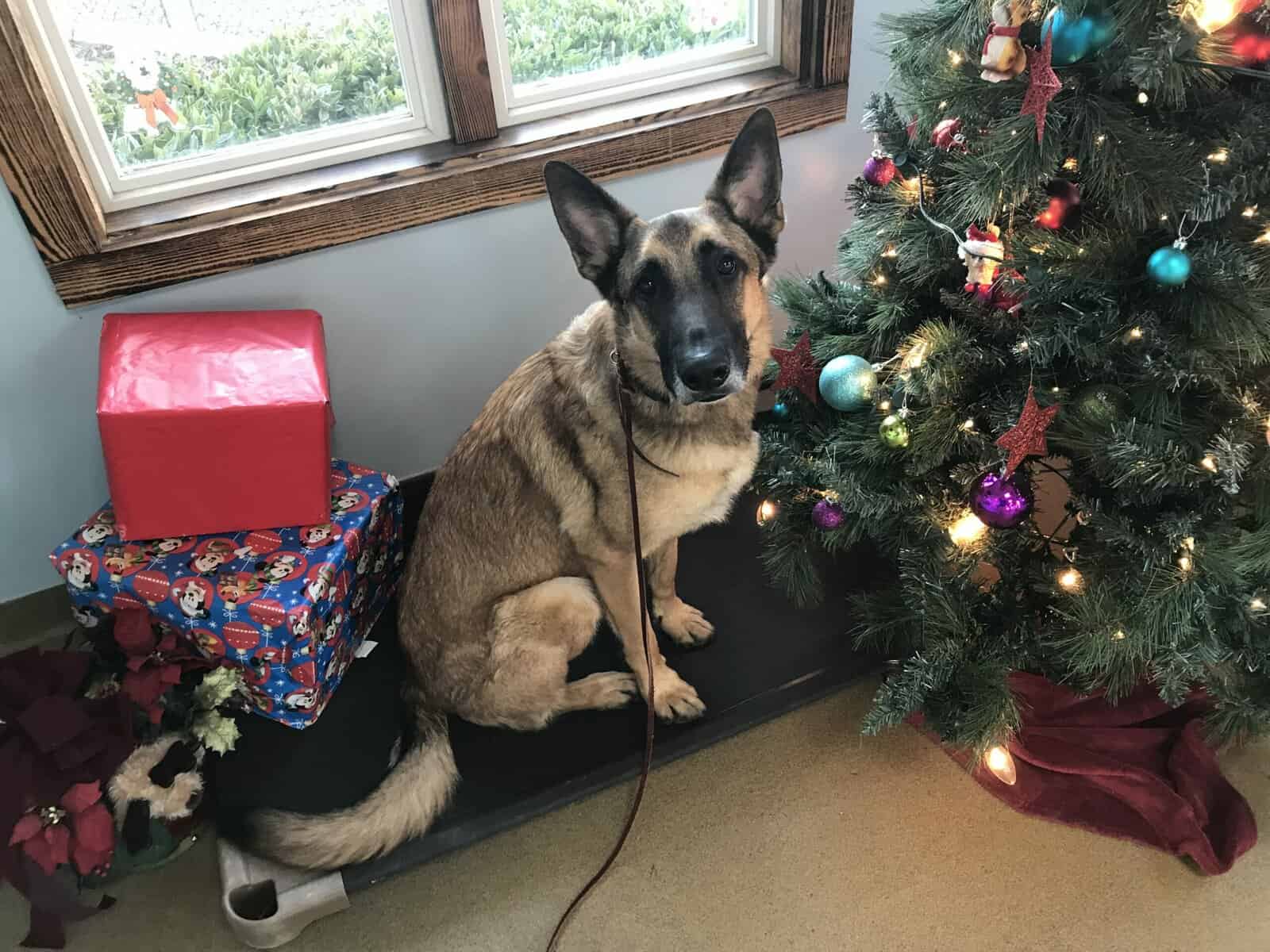 Dog Training Tips for the Holiday Season Holiday Barn