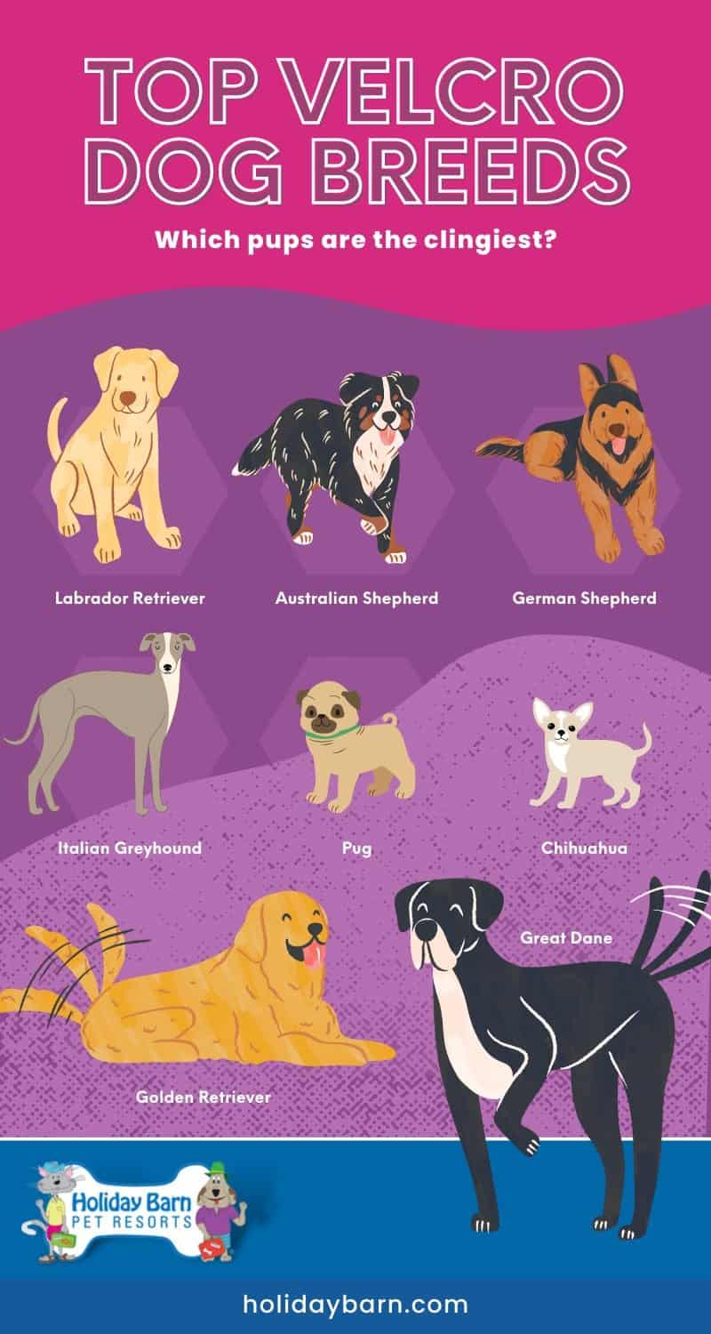 Velcro Dogs A Step By Step On Building Your Dog’s Confidence