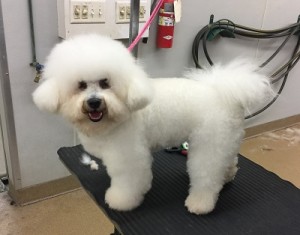 poodle ear hair removal
