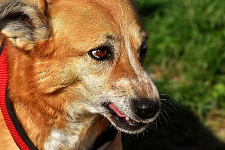 early signs and symptoms of rabies in dogs