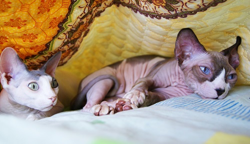white sphynx cat for sale