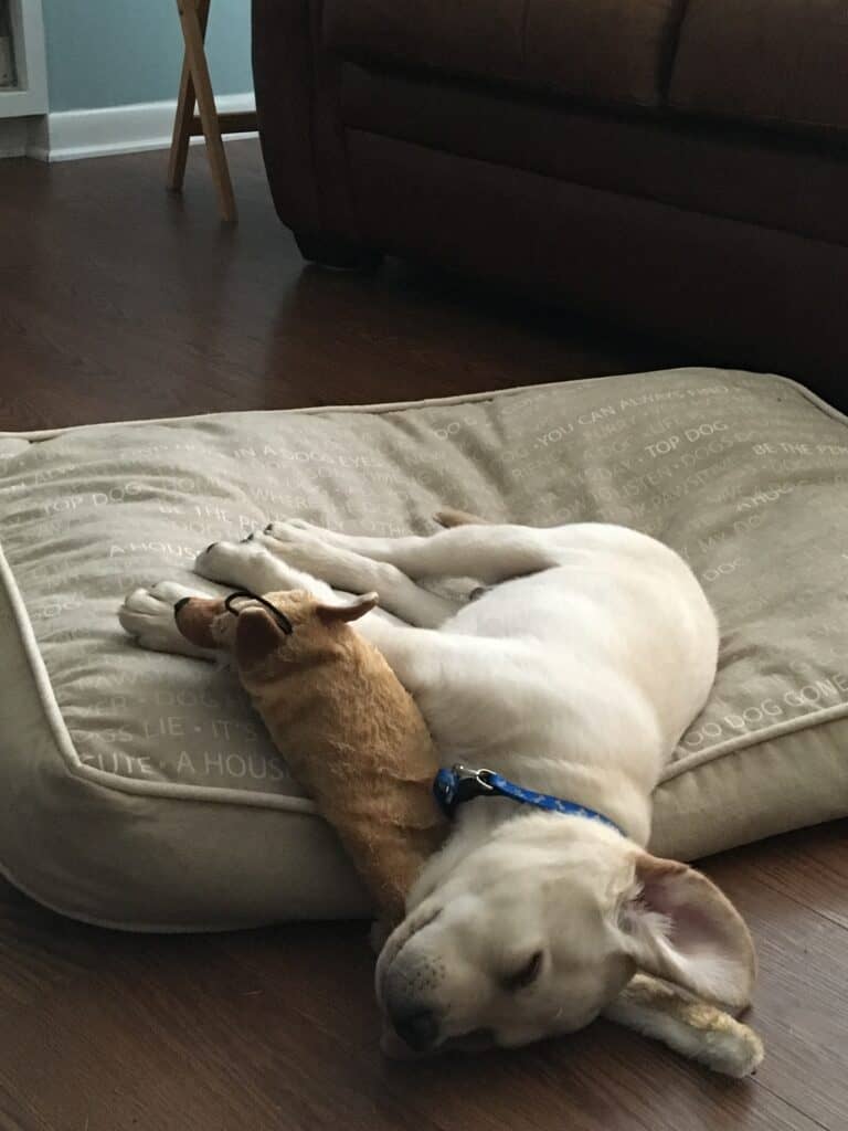 White puppy sleeping on its dog bed with a toy