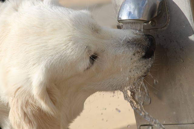 Dogs and Drinking Water, Part 2 | Holiday Barn Pet Resorts
