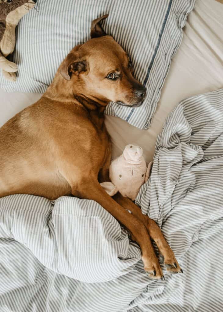 Female Labrador Retriever babying her new dog toy.