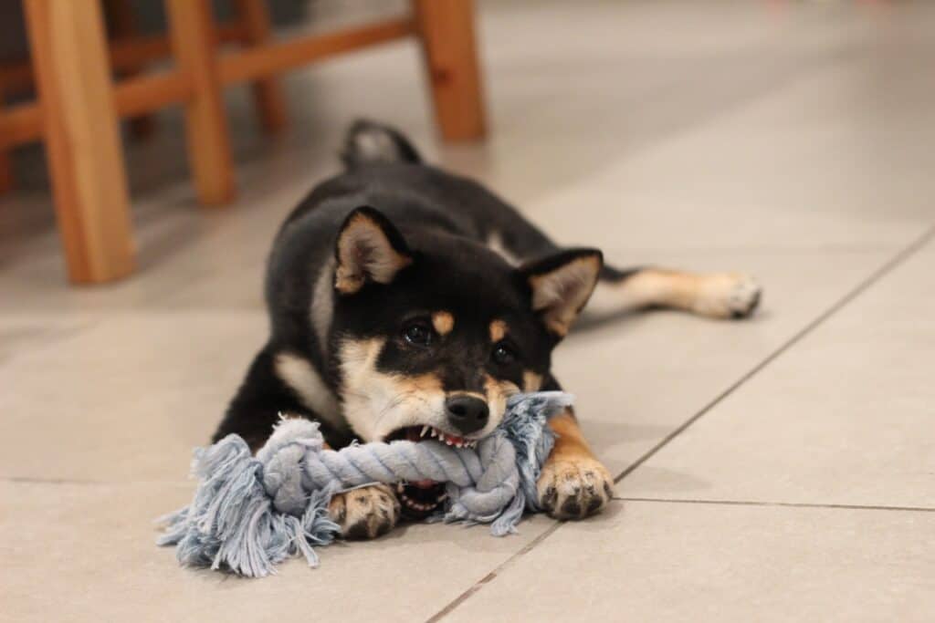 Black Shiba Inu puppy growling and playing with rope dog toy 
