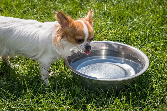 Why You Should Routinely Clean Your Pet's Food and Water Bowls